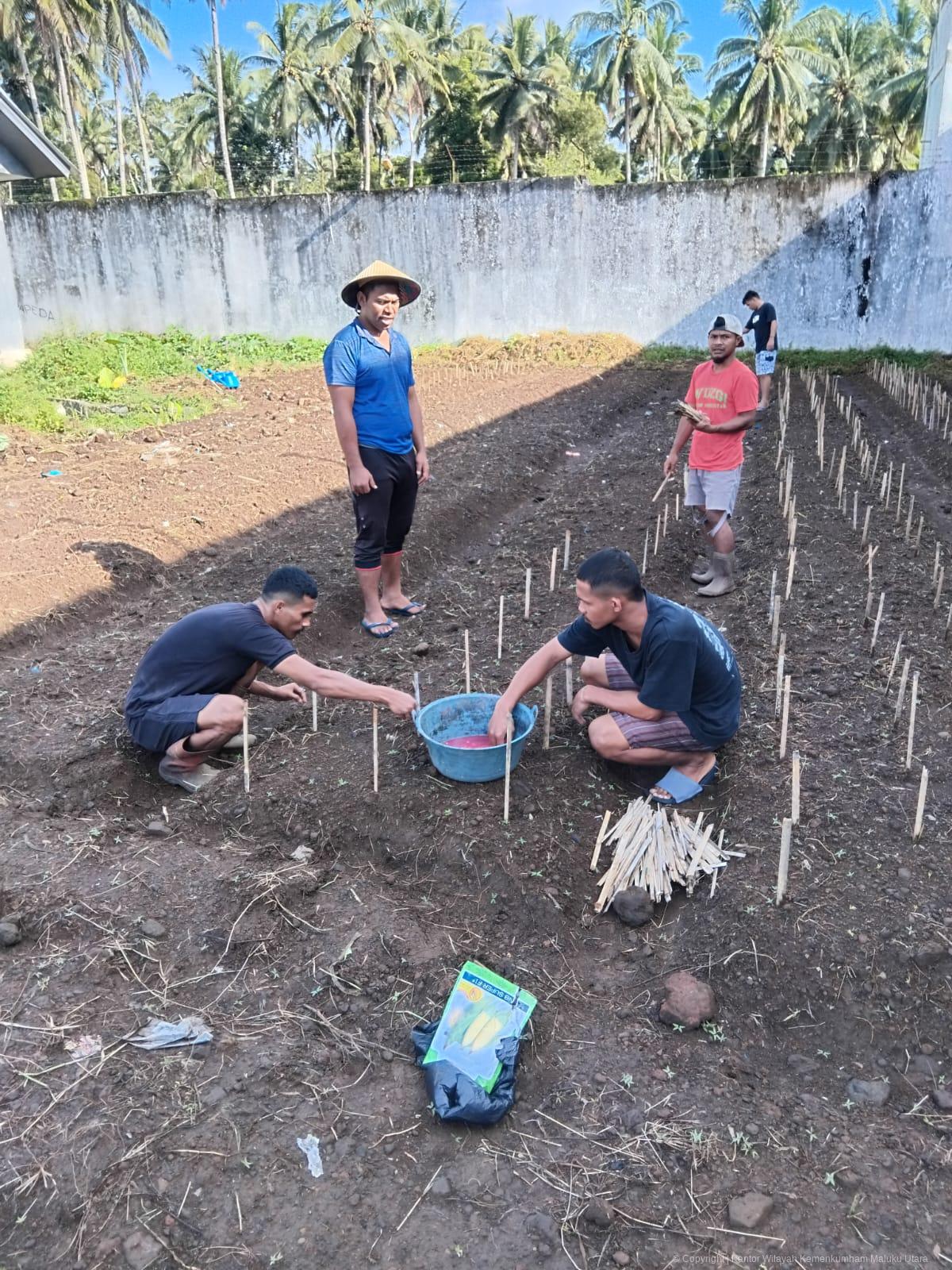 Penanaman Bibit Jagung dan Mentimun, Langkah Nyata Pembinaan Napi di Lapas Jailolo